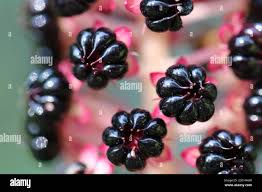 Attēlu rezultāti vaicājumam “Phytolacca acinosa fruit”