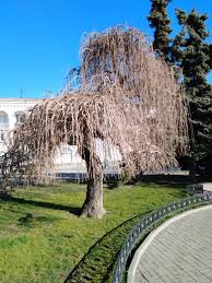 Attēlu rezultāti vaicājumam “Chionaspis salicis”