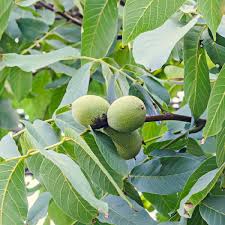 Attēlu rezultāti vaicājumam “Juglans regia fruit”