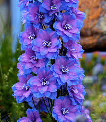 Attēlu rezultāti vaicājumam “Delphinium elatum  flower”