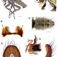 Attēlu rezultāti vaicājumam “Paramesus obtusifrons”