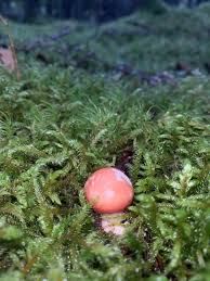 Attēlu rezultāti vaicājumam “Gomphidius roseus”