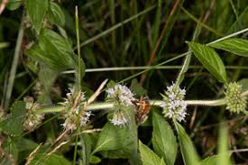 Attēlu rezultāti vaicājumam “Mentha arvensis bud”