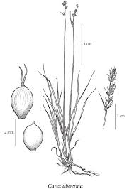 Attēlu rezultāti vaicājumam “Carex disperma”