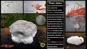 Attēlu rezultāti vaicājumam “Postia stiptica”