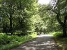 Bolderwood Arboretum - via Daymix