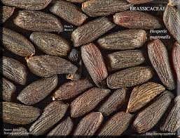 Attēlu rezultāti vaicājumam “Hesperis matronalis”