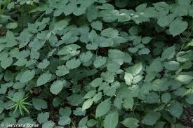 Attēlu rezultāti vaicājumam “Epimedium alpinum”