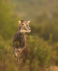 Attēlu rezultāti vaicājumam “Ovis aries juvenile”