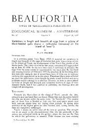 Attēlu rezultāti vaicājumam “Larus ridibundus eggs”