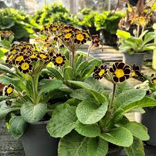 Attēlu rezultāti vaicājumam “Primula x margotae flower”