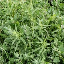 Attēlu rezultāti vaicājumam “Atriplex littoralis”