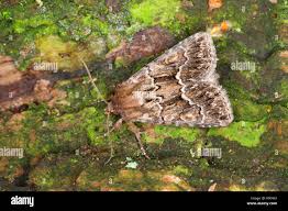 Attēlu rezultāti vaicājumam “Thalpophila matura”