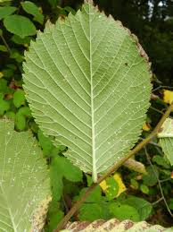 Attēlu rezultāti vaicājumam “Ulmus glabra leaf”