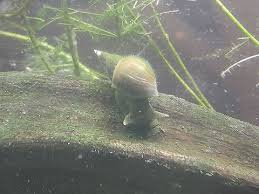 Attēlu rezultāti vaicājumam “Lymnaea stagnalis”