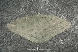 Image result for Gymnura natalensis