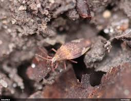 Attēlu rezultāti vaicājumam “Physatocheila smreczynskii”