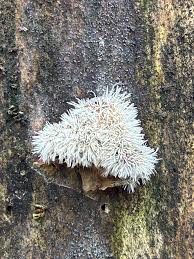 Attēlu rezultāti vaicājumam “Tilachlidium brachiatum”