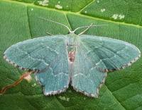 Attēlu rezultāti vaicājumam “Hemithea aestivaria”