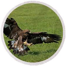 Attēlu rezultāti vaicājumam “Aquila chrysaetos”