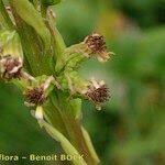 Attēlu rezultāti vaicājumam “Ligularia sibirica leaf”