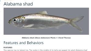 Image result for Alosa alabamae
