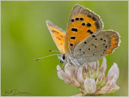 Attēlu rezultāti vaicājumam “Lycaena phlaeas”