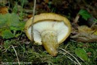 Attēlu rezultāti vaicājumam “Lactarius necator”