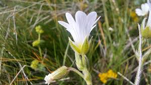 Attēlu rezultāti vaicājumam “Cerastium arvense”