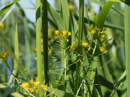 Attēlu rezultāti vaicājumam “Rorippa amphibia fruit”