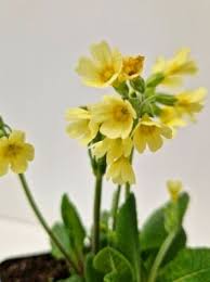 Image result for Himmelschlüssel