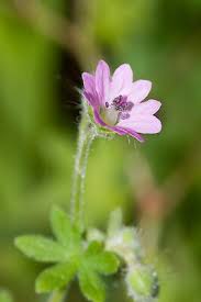 Attēlu rezultāti vaicājumam “Geranium molle flower”