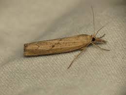 Attēlu rezultāti vaicājumam “Pediasia contaminella”