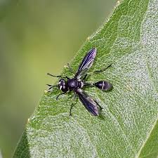 Attēlu rezultāti vaicājumam “Conopidae”