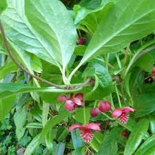Attēlu rezultāti vaicājumam “Schisandra chinensis flower”