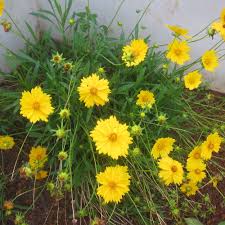 Image result for Coreopsis