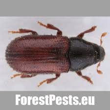 Attēlu rezultāti vaicājumam “Tomicus minor”