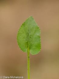 Attēlu rezultāti vaicājumam “Viola hirta leaf”