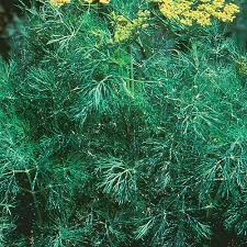 Attēlu rezultāti vaicājumam “Anethum graveolens”