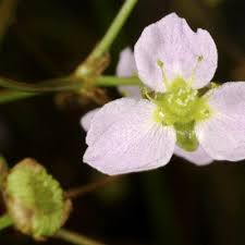 Attēlu rezultāti vaicājumam “Alismataceae”