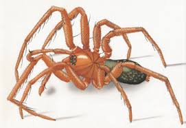 Attēlu rezultāti vaicājumam “Miturgidae”