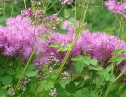 Attēlu rezultāti vaicājumam “Thalictrum aquilegifolium leaf”