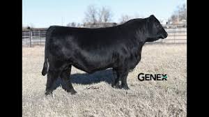 Image result for angusyoun