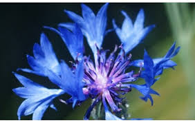 Attēlu rezultāti vaicājumam “Cyanus segetum flower”