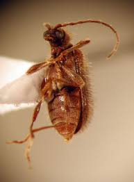 Attēlu rezultāti vaicājumam “Ptinus sp.”