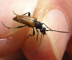 Attēlu rezultāti vaicājumam “Pseudovadonia livida”