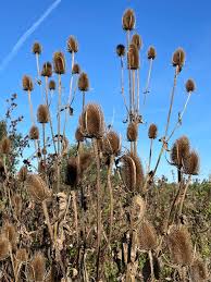 Image result for Rowledge Cc