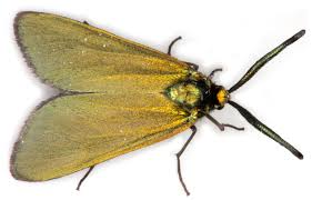 Attēlu rezultāti vaicājumam “Adscita statices”