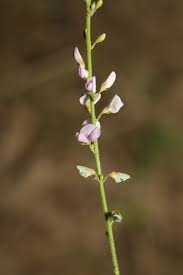 Attēlu rezultāti vaicājumam “Diderma globosum sessile”