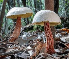 Attēlu rezultāti vaicājumam “Boletales”